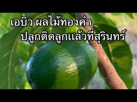 เอบิว/อะบิว ไต้หวันเพาะเมล็ด อายุ 7 เดือน ปลูกที่สุรินทร์ เริ่มติดลูก