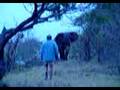 The Insane Elephant Dance - Elephant Charge at Kruger Park