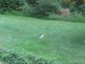 videos de Cool Dry Ice Bomb Video!!!