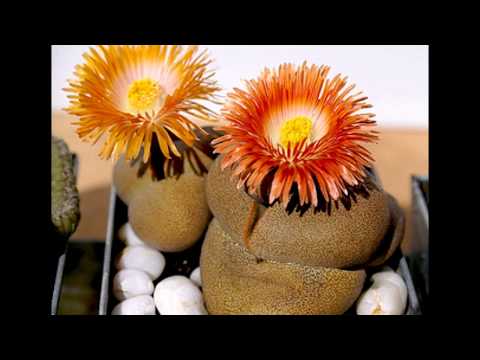 how to grow plants without soil