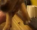 Malibu's Puppies 20061215