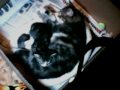 Kittencam Video - September 02, 2009, 08:00 PM