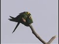 A pair of wild Yellow-collared Macaws in South America