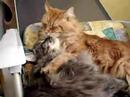 Katzenw�sche