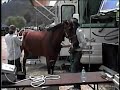 PEMF Therapy for Equine 2 PEMF Therapy for Equine 2