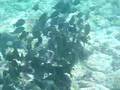 Aruba - Snorkeling V...