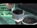 Biochar Potential vs Pitfall for Soil and Carbon Sink