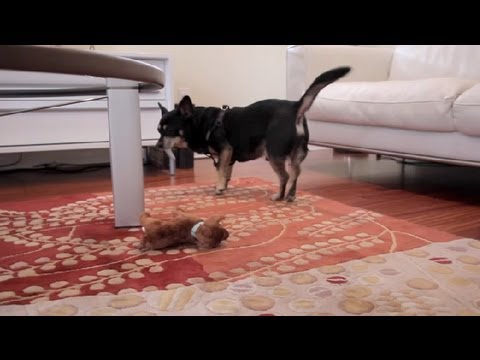 how to take care of a puppy ehow