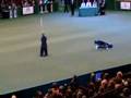 Crufts 2008 - freestyle Hetty van Hassel & Violet