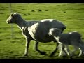 Fulton Michigan Sheep Farm