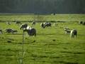 Fulton Michigan Sheep Farm