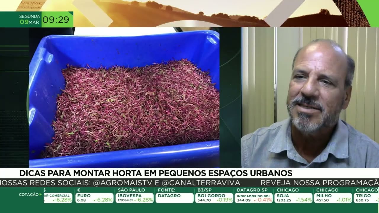 Dicas para montar horta em pequeno espaços urbanos