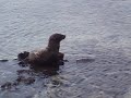 Galapagos Sea Lions
