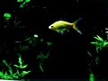 piranhas attack
