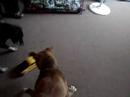 Buddha the Nascar winner