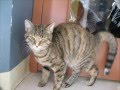 videos de Amber la chatte