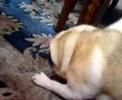 Wildmops F�tterung