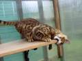 korshki bengals