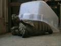 Abraham Gets Stuck - Sulcatta Tortoise Trouble