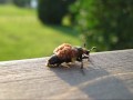 thebug