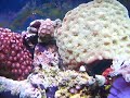 rickys 55 gallon reef aquarium
