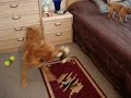 Golden Retriver Playing