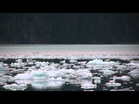 Icy Bay Camping How to - On June 25, 2011, a transient pod of three orcas entered Icy Bay in western Prince William Sound.. I was camped on the south shore of Icy Bay and watched man...
