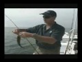 Caliko Bass, Halibut, Rock Fish Caliko Bass, Halibut, Rock Fish