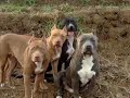 the real pitbull