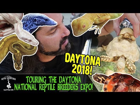 YouTube reptile video