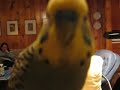 Warble the parakeet falls off perch Warble the parakeet falls off perch