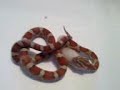 cleedus eats fuzzie for the first time and first constrict !