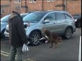 Amazing Acrobatic Dog or Jedi Master.. ;)