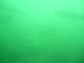 Montauk Striped Bass