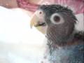 mimi's dream �L?�I��i�V�l?��āj