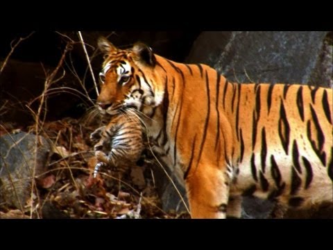 Mamá Tigre y sus cachorros captados en su habitad natural