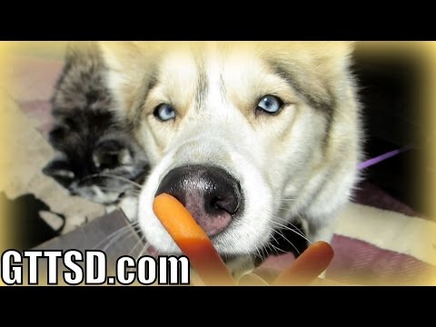 HUSKY EATS CARROT But only if . . . | *Snow Dog Short 30*