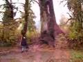 trail to World's Largest Spruce tree