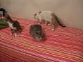 2008-11-19 (06) Amores de felino 2008-11-19 (06) Amores de felino
