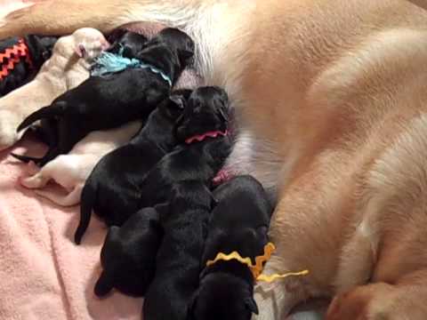 Lab Puppies 2 Days Old