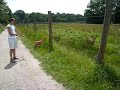 Hund vs. Reh - oder doch Liebe ;) Hund vs. Reh - oder doch Liebe ;)