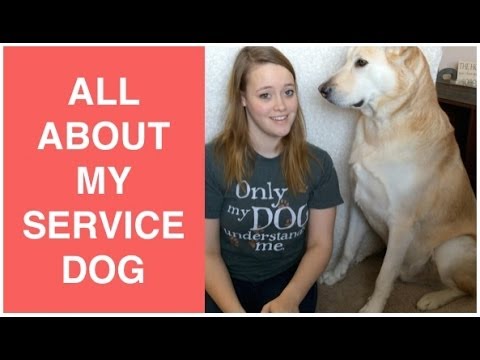 how to cure ocd in dogs