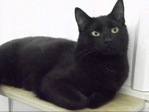 Adopt a Black Cat Today!