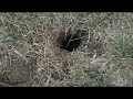 Badger Mole (Gopher) Badger Mole (Gopher)