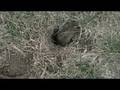 videos de Badger Mole (Gopher)