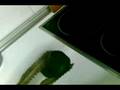 videos de PREPARACIÓN DE UNA SHISHA O CACHIMBA (SEGUNDA PARTE)