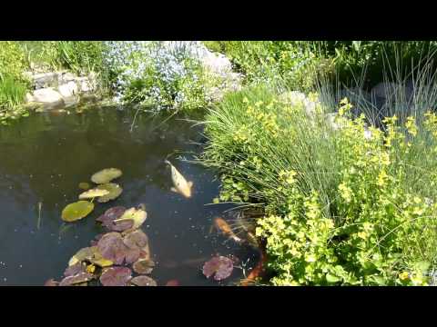 Koikarpfen im Gartenteich