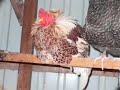 Grilly Girl, the Polish-Cornish Game hen (?) Grilly Girl, the Polish-Cornish Game hen (?)
