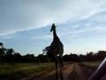 Jose en Siewert op safari 