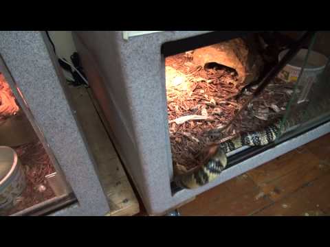 YouTube reptile video